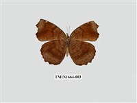 藏品(波蛺蝶)的圖片